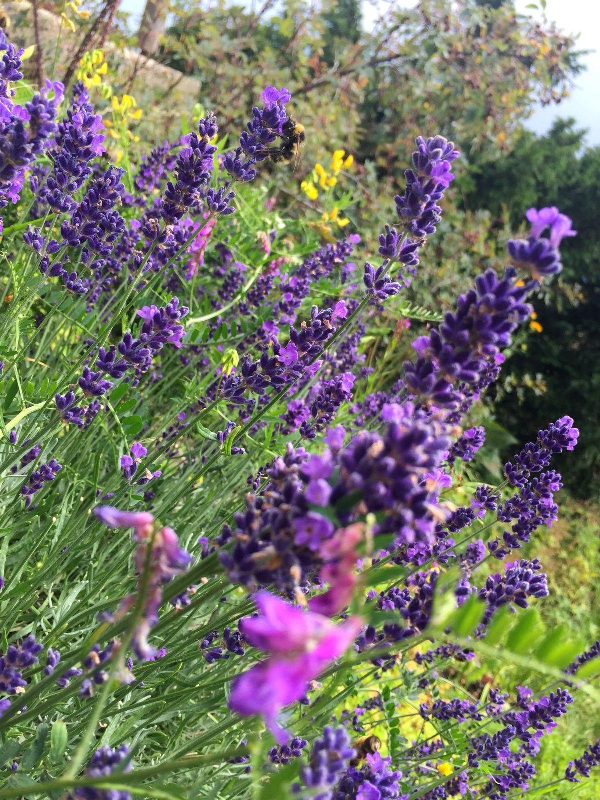 Bienenfreundliche Wildblumenwiese